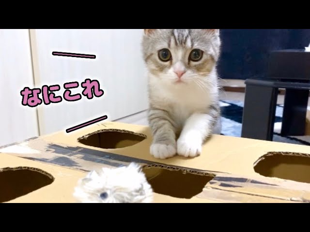 もちまる日記　クリアファイル　スコティッシュフォールド　202511281415 ナゾの箱を探検する、ビビリな子猫がこちらです…笑【スコティッシュ