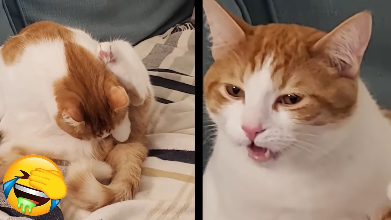 New Funniest Cats Videos 😼Try Not To Laugh😜Daily Serving of Internet Cats Part 23