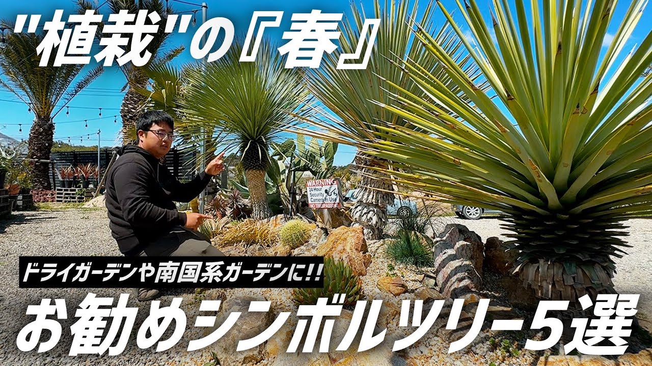 陽春園】気分はアメリカ西海岸！乾燥に強いユッカやヤシやアガベで