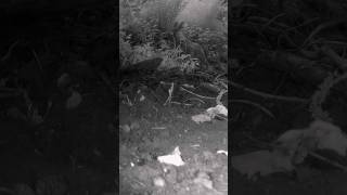 European roe deer(Capreolus capreolus)#roe#animalshorts #forestlife#forest#river#naturesvoice#asmr