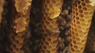 Бортевой мёд с семейной пасеки Мамдеевых урожай 2020 года