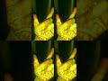 dimple pad Jala #bhojpuri #love #song #newsong #whatsappstatusvideo #trending #shortvideo