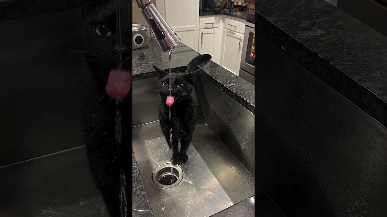 Cats Mindset 😻😹