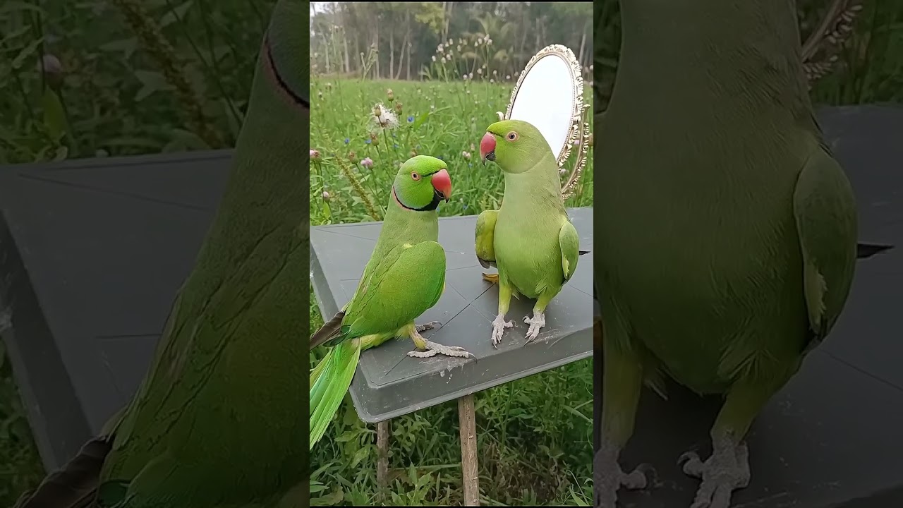 parrot calling pithu pithu❤️ 