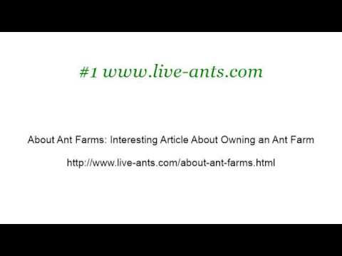 camera iphone 8 plus apk About Ant Farms