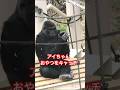 Ai catches the snack【東山動物園ゴリラ】 #gorilla #higashiyama