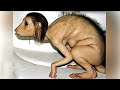 इस विचित्र जिव ने वैज्ञानिको की भी नींद उठा रखी है | Hybrid Animals That Actually Exist