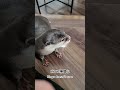 Otters reaction to their favorite toy again