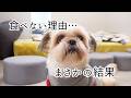 【報告】ご飯を食べない悟空…病院で検査した結果。思わず『噓やろ！』その前日からの様子。