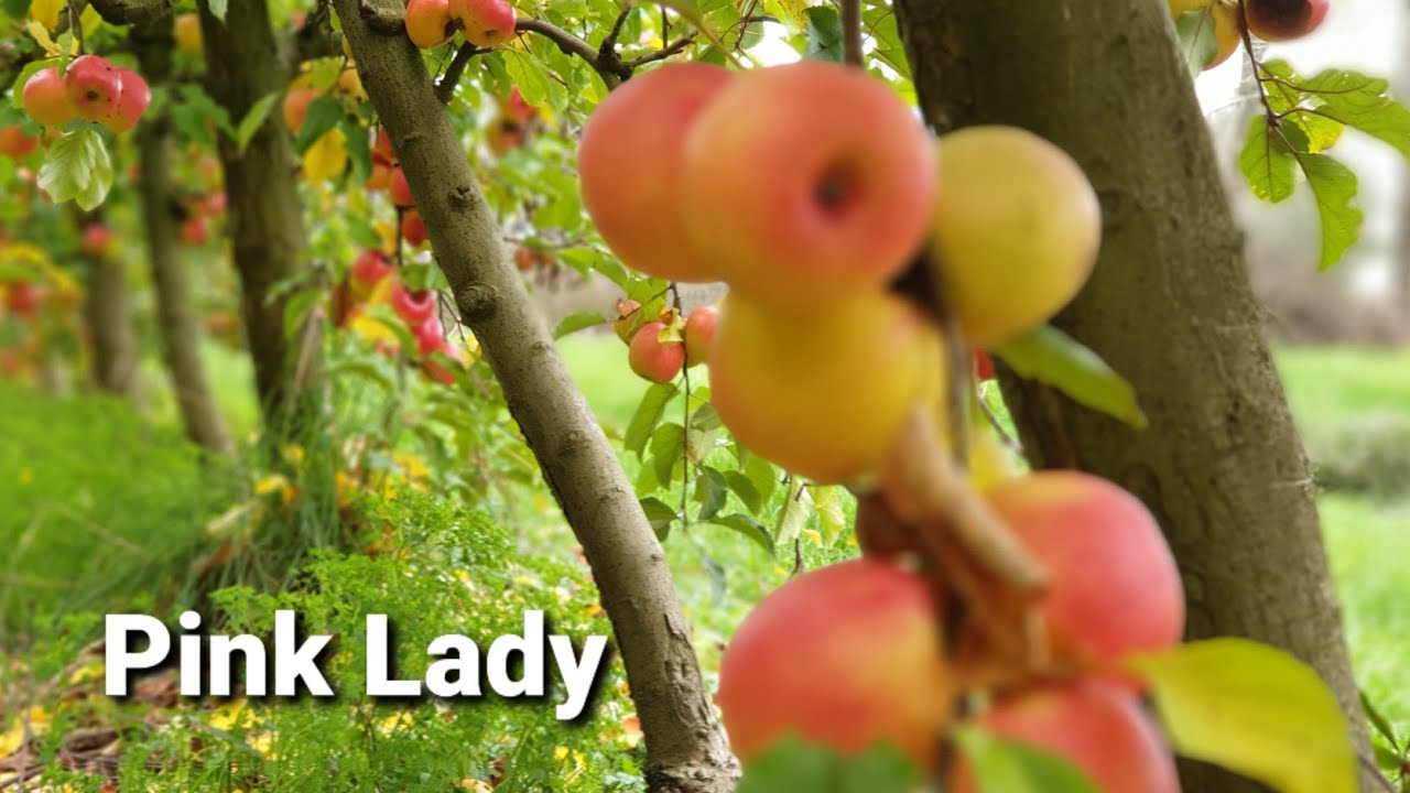 New Zealand Pink Lady Apple YouTube