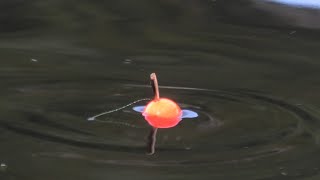 видео: ЛОВЛЯ ТРЕСКИ В УСТЬЕ ПРЕСНОЙ РЕКИ / COD FISHING AT THE MOUTH OF A FRESH RIVER картинка: ЛОВЛЯ ТРЕСКИ В УСТЬЕ ПРЕСНОЙ РЕКИ / COD FISHING AT THE MOUTH OF A FRESH RIVER