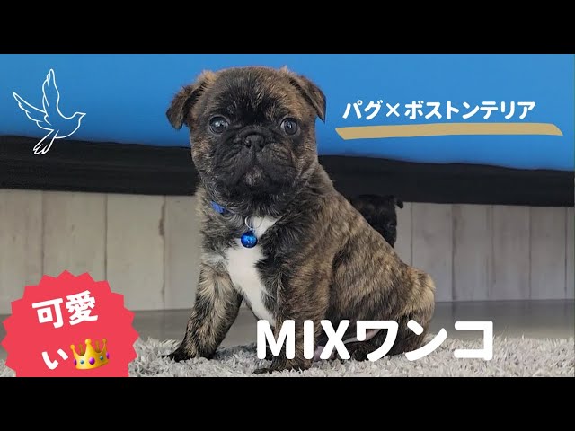 ご家族様募集中です】MIXのきょうだい犬 - YouTube