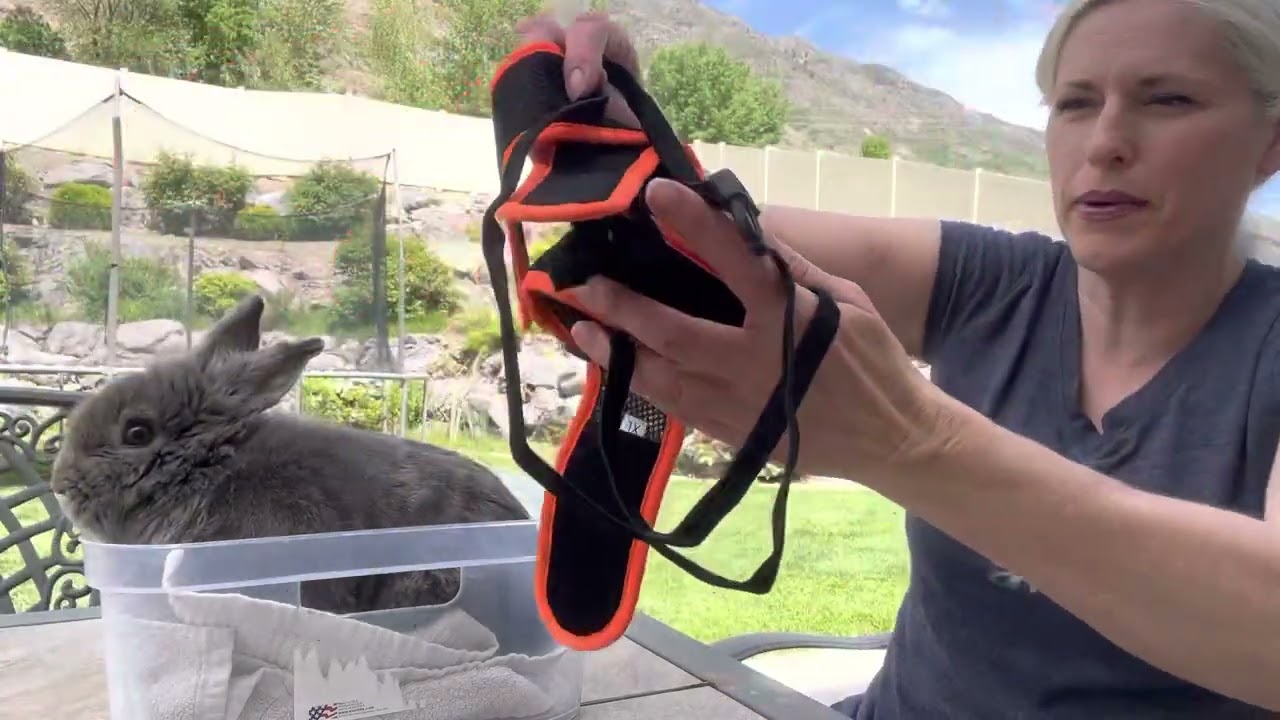 Review of Niteangel rabbit harnesses