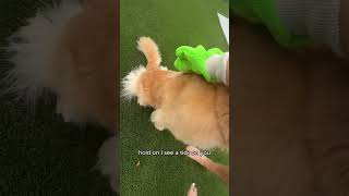 I keep finding ticks on my dog!!
