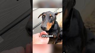 She Was Scared Until They Fed Her 🥺❤️ #shorts