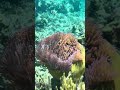 Playing with Clownfish, Coral Reef, One Life Adventures from Emily S. 🐠