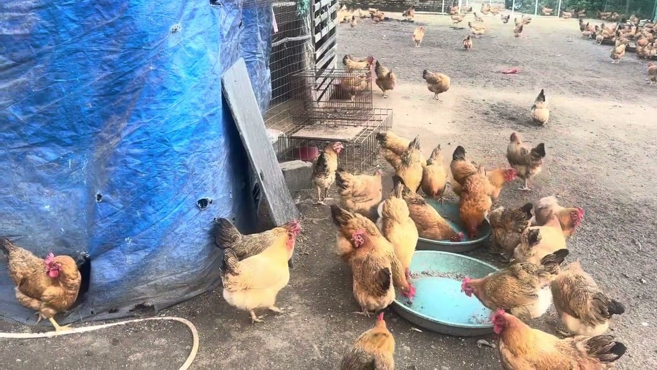 Breeding chickens, ducks, dogs, raising chickens, managing chickens, farms