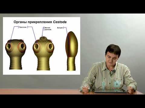 Зоология беспозвоночных. Ленточные черви