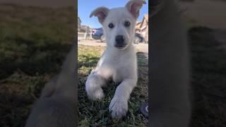 His Name Is Marshmallow