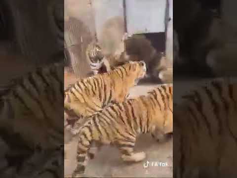 الرجل السوري متل الأسد ما بيهاب كتر العدد المهم هاد الفيديو متل السوري عند الي يتحاصر