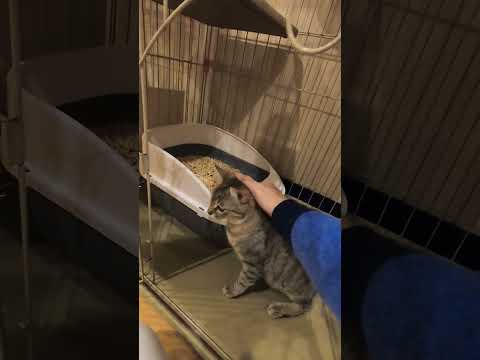 オシキャットに似たキジトラのクルミちゃん怖いけど撫でて欲しくてスリスリニャンコ(保護猫カフェ猫の恵庭難波