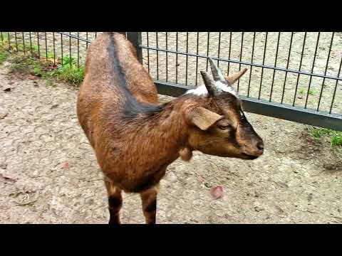 Zu Besuch im Wildpark Gackenbach – 2
