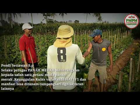 Video: Varietas Dan Hibrida Kubis Putih