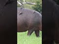 Top 5 Largest Land Animals (Part 2) #cuteanimals # #education #animals #educational #wildlife