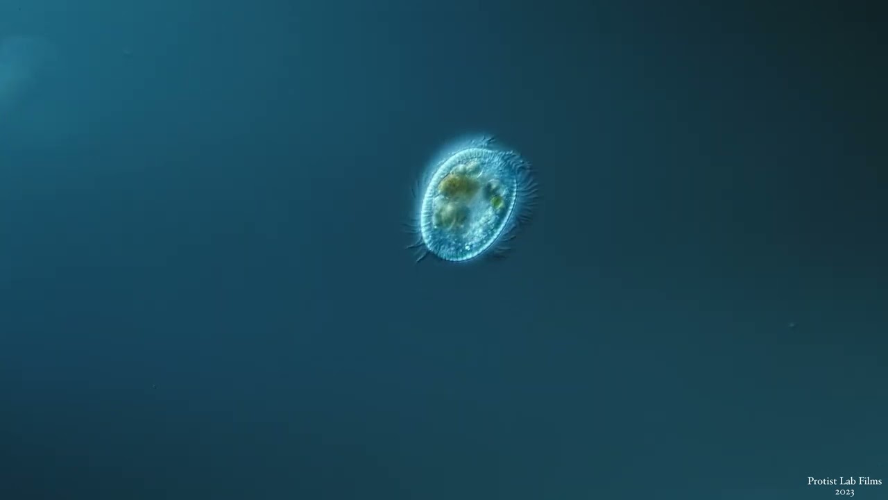 𝙐𝙧𝙤𝙩𝙧𝙞𝙘𝙝𝙖 Claparède & Lachmann, 1857