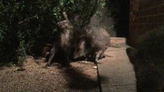 Javelina and juveniles Feb 23 2017