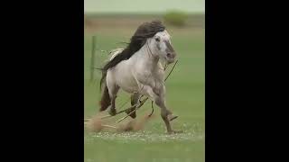 সবচেয়ে বড় শক্তিশালী ঘোড়া#shorts screenshot 5