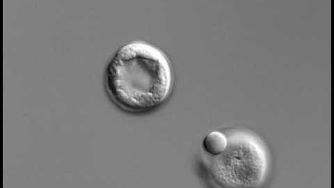 Sea Urchin Development.mov