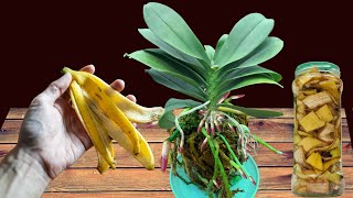 Just 1 banana peel! Suddenly orchids bloom like crazy all year round
