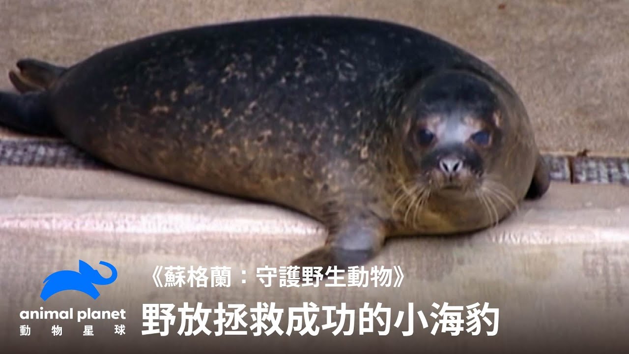 害怕人類吧!野放營救成功的小海豹!|蘇格蘭:守護野生動物|動物星球頻道 縮圖