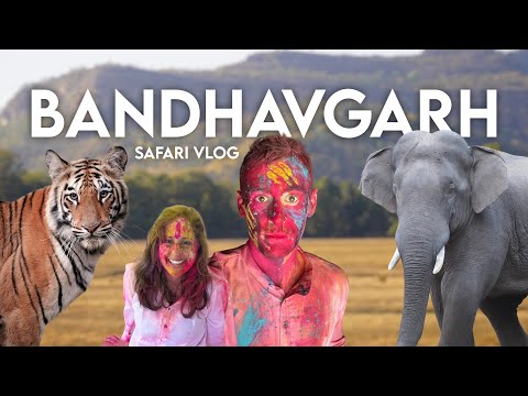 Banghavgarh Safari VLOG: Tigers, Elephants, Holi Festival (India Luxury Travel)