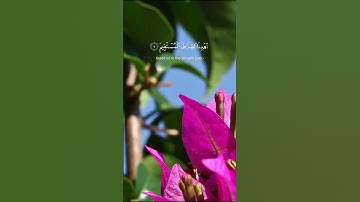 سورة الفاتحة كاملة بصوت الشيخ أحمد العجمي
