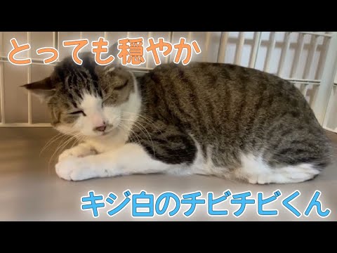 地域猫出身】穏やかで心優しいキジ白くん【Rescued cat】 - YouTube