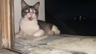 Episode 2: Mr. Grey is Back!