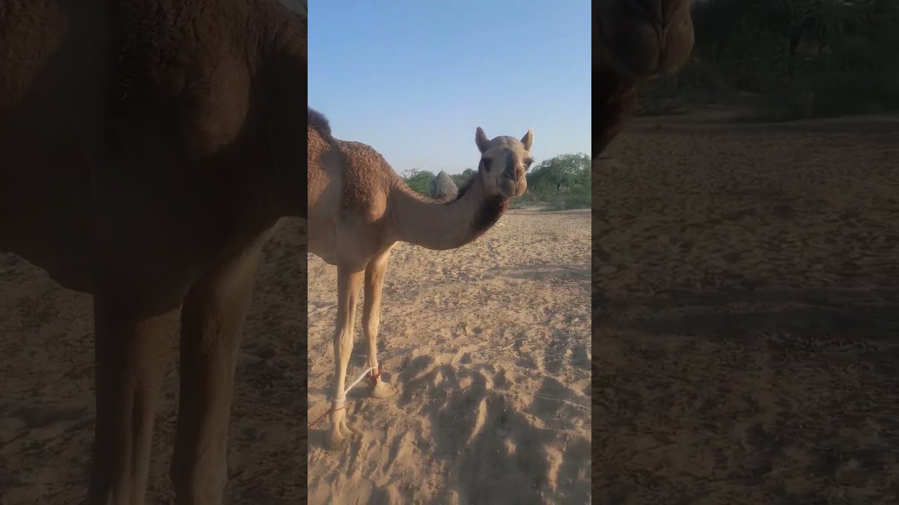 ترجمو:قافلة الجِمال المُبتهجة من صحراء تهر تتجه نحو الغابة.  - 