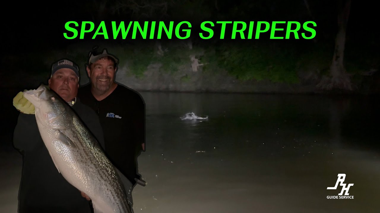 Spawning Striped Bass