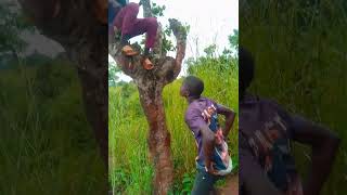 UTACHEKA DOGO NGULO #comedy #lifeisbutadream clam vevo #ihavethisthingwithplants Steve mweusi