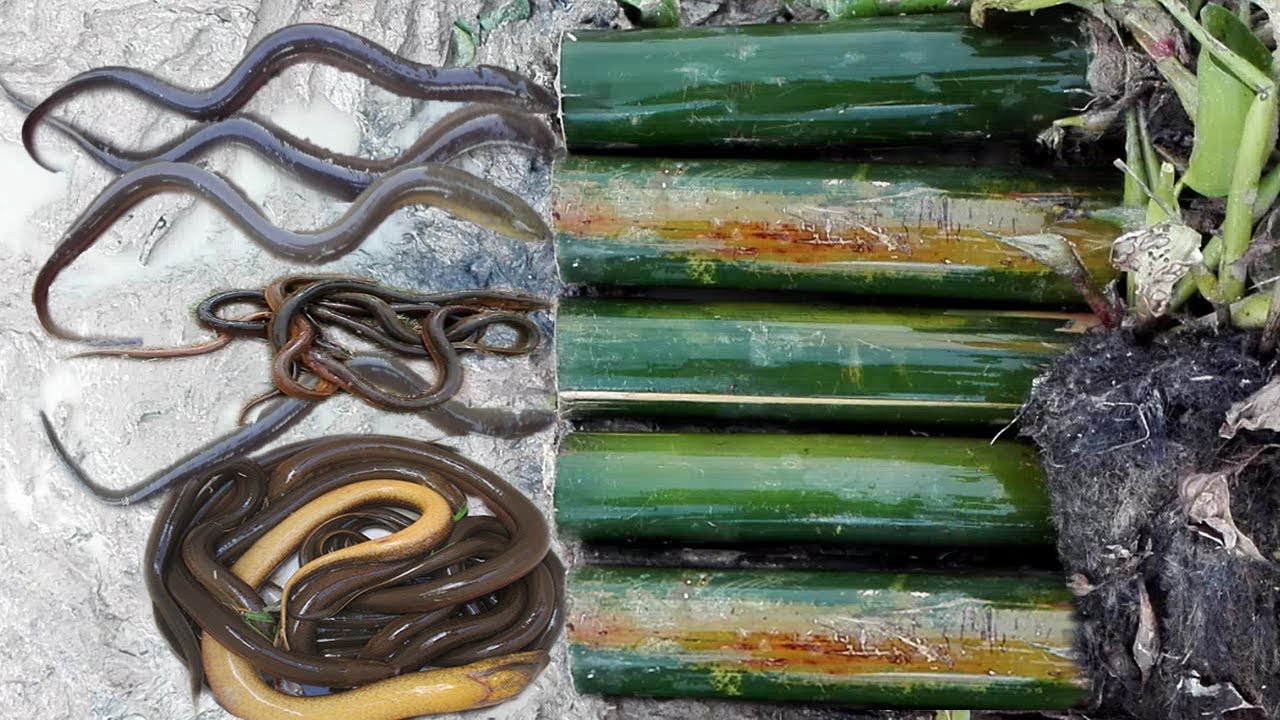 The First Bamboo Eel Trap!! Amazing Smart Boy Make 5 Bamboo Eel Trap To Catch A Lot Of Eel