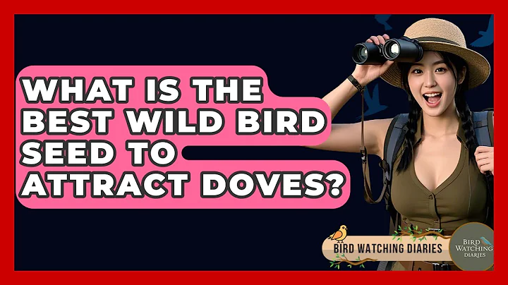 What Is The Best Wild Bird Seed To Attract Doves? - Bird Watching Diaries