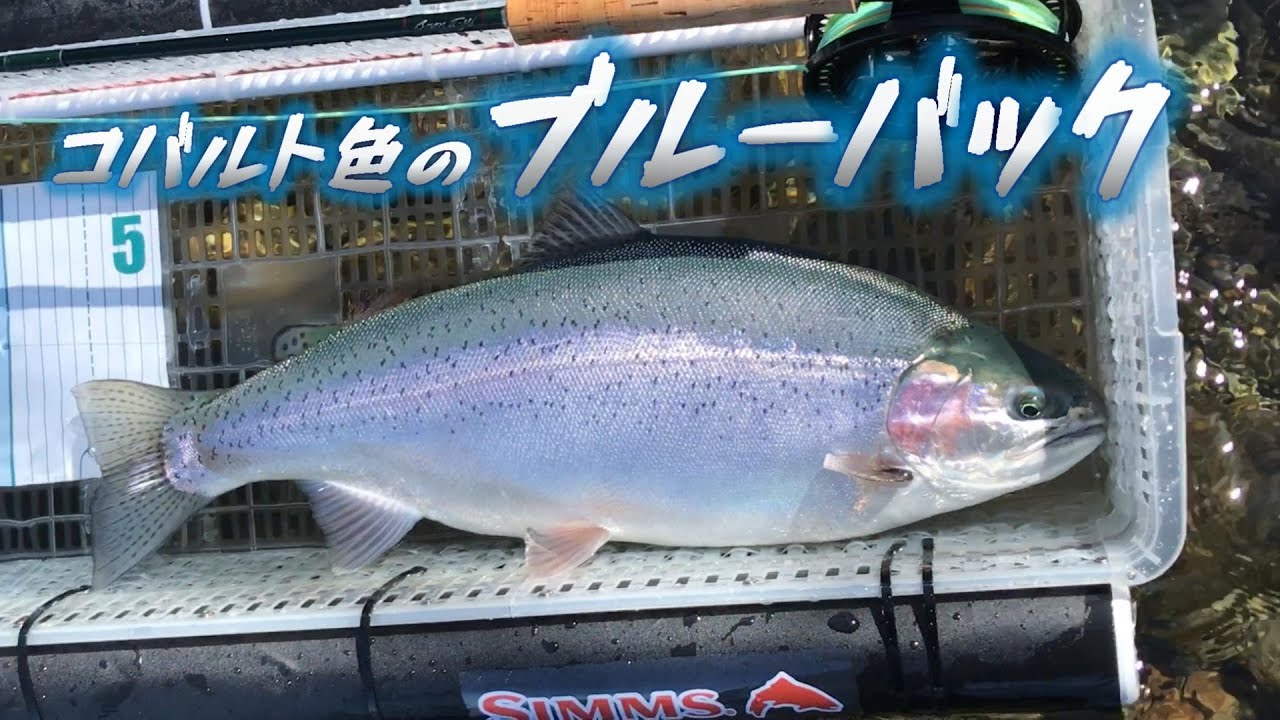24 #1】ブルーバック♡ ニジマス 55㎝ 春の ネイティブトラウト 道東
