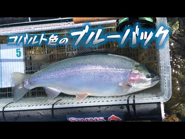 24 #1】ブルーバック♡ ニジマス 55㎝ 春の ネイティブトラウト 道東