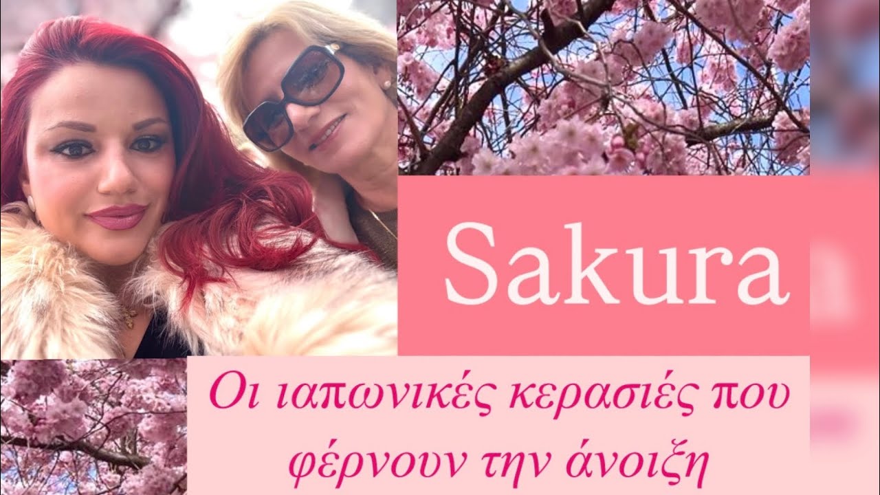 Sakura - Οι ιαπωνικές κερασιές που φέρνουν την άνοιξη 🌸🌸🌸  | Manouela Mag