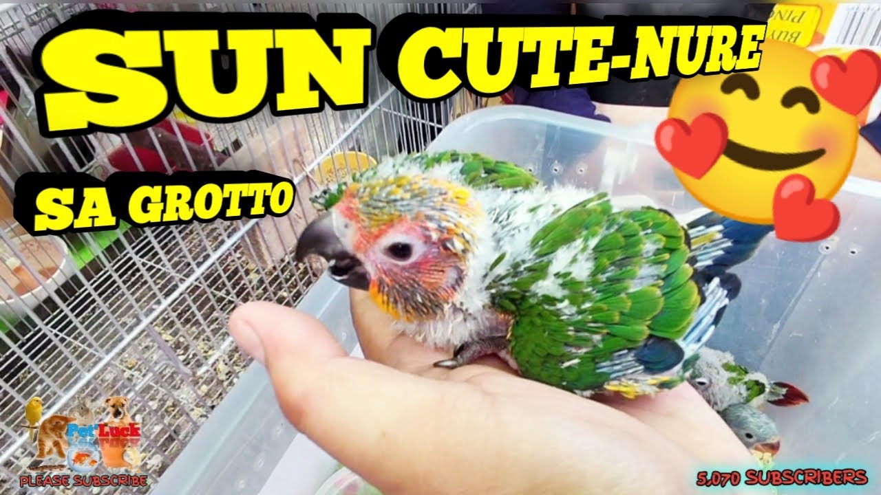 GROTTO PET MARKET - UPDATE SA MGA AVAILABLE AT PRESYO NG MGA IBON