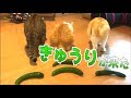 ついにうちの猫たちの後ろに『やつら』がやってきた…!
