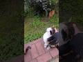Co wiedzą koty , a czego my nie wiemy?
