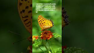 Beyond Beauty: The Intricate Mimicry of Butterfly Wings
